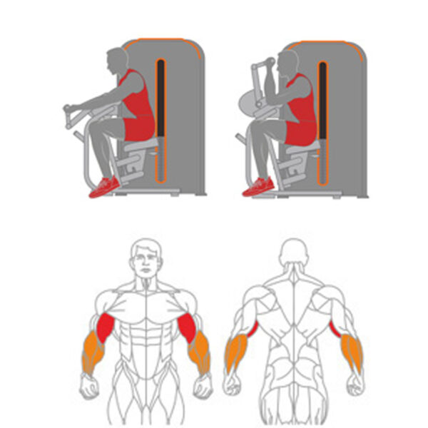 O-006 Biceps Curl - Image 2